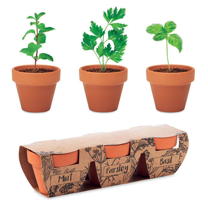 Ensemble de pots en terre cuite avec 3 herbes