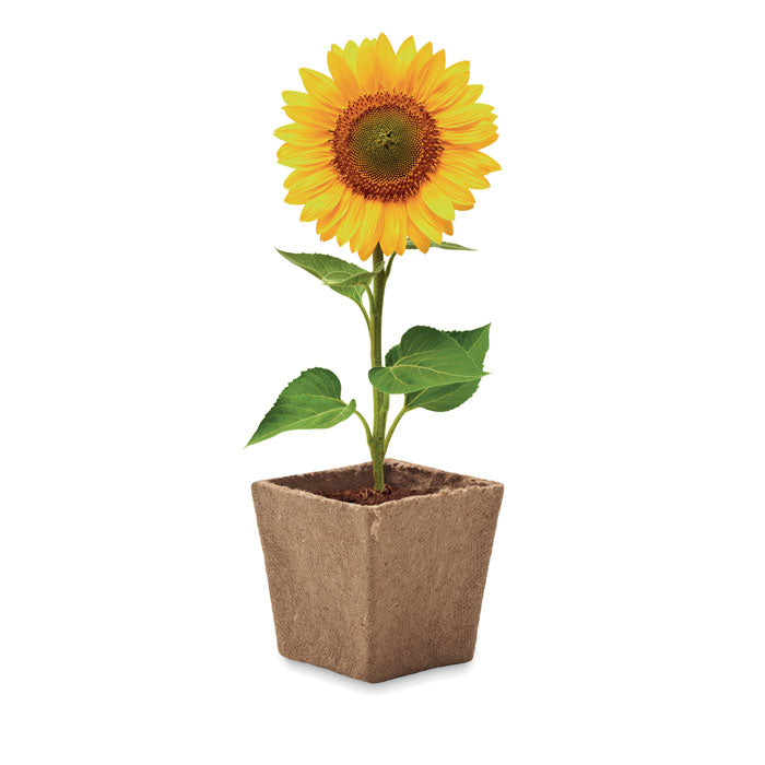 Vaso de Cultivo Sunflower Kit